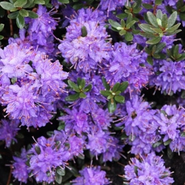 Рододендрон плотный Азурика (Rhododendron impeditum 'Azurica')