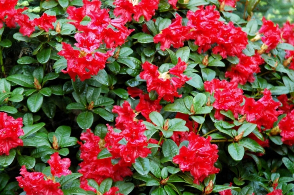 Рододендрон плотный Баден Баден (Rhododendron impeditum 'Baden-Baden')