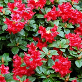 Рододендрон плотный Баден Баден (Rhododendron impeditum 'Baden-Baden')