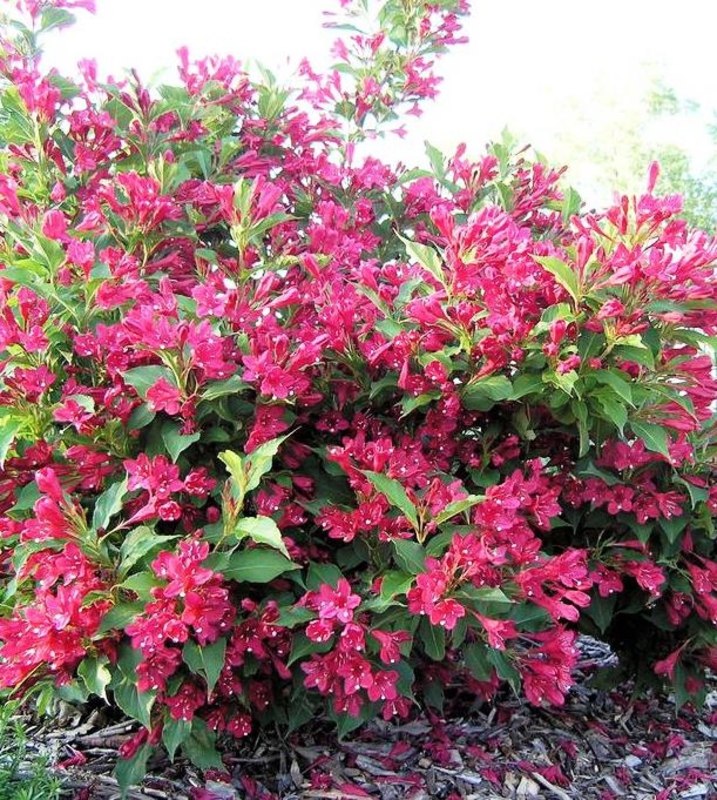 Рододендрон плотный Литтл Ред (Rhododendron impeditum 'Little Red')