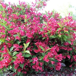 Рододендрон плотный "Little Red"