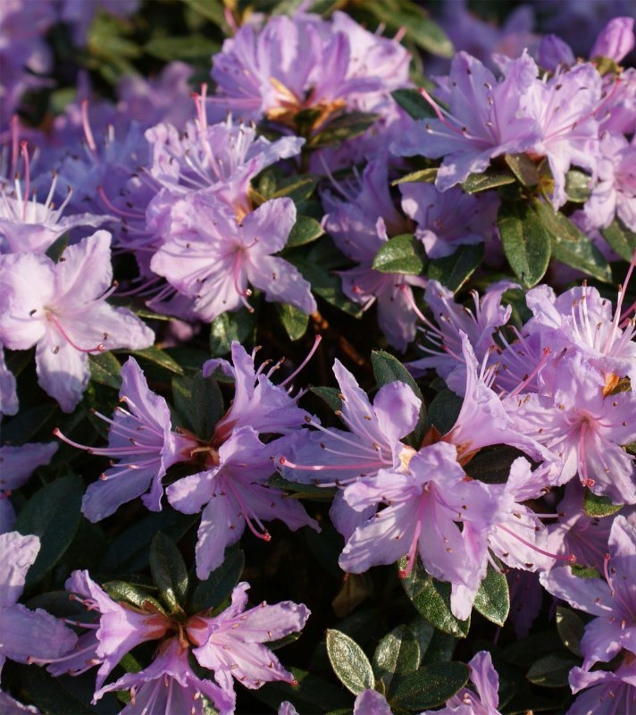 Рододендрон плотный Мурхейм (Rhododendron impeditum 'Moerheim')