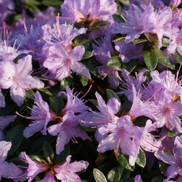 Рододендрон плотный Мурхейм (Rhododendron impeditum 'Moerheim')