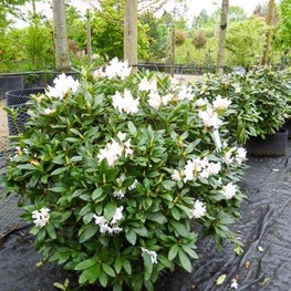 Рододендрон гибридный Каннингемс Уайт (Rhododendron 'Cunningham's White')