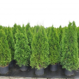 Туя западная Смарагд (Thuja occidentalis 'Smaragd')