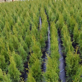 Туя западная Смарагд (Thuja occidentalis 'Smaragd')