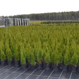Туя западная Смарагд (Thuja occidentalis 'Smaragd')