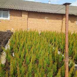 Туя западная Смарагд (Thuja occidentalis 'Smaragd')