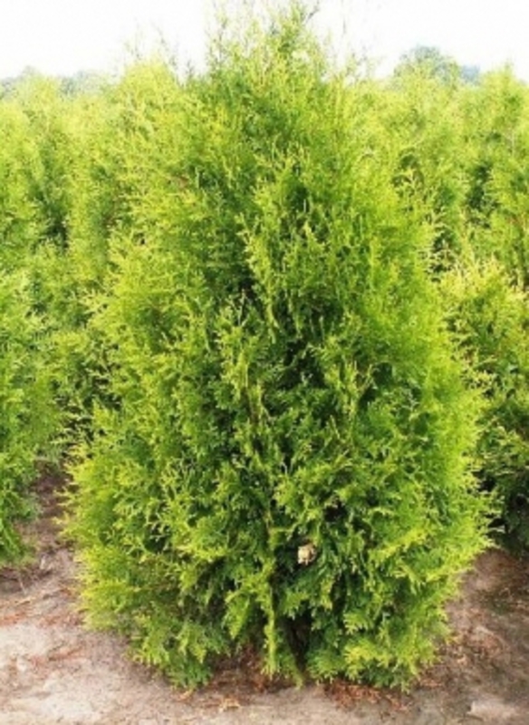 Туя западная Голден Брабант (Thuja occidentalis 'Golden Brabant')