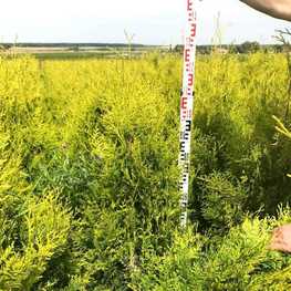 Туя западная Голден Брабант (Thuja occidentalis 'Golden Brabant')