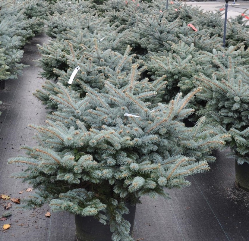 Ель колючая Глаука Глобоза (Picea pungens 'Glauca Globosa')