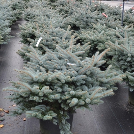 Ель колючая Глаука Глобоза (Picea pungens 'Glauca Globosa')