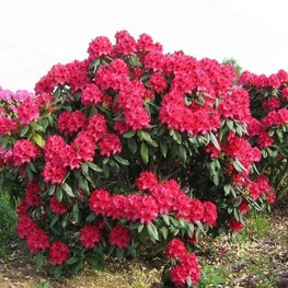 Рододендрон гибридный Нова Зембла (Rhododendron 'Nova Zembla')