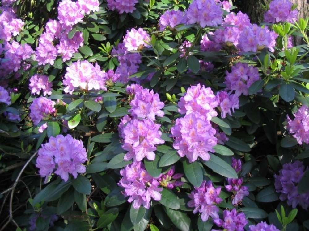 Рододендрон катевбинский Бурсо (Rhododendron catawbiense 'Boursault')
