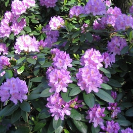 Рододендрон катевбинский Бурсо (Rhododendron catawbiense 'Boursault')