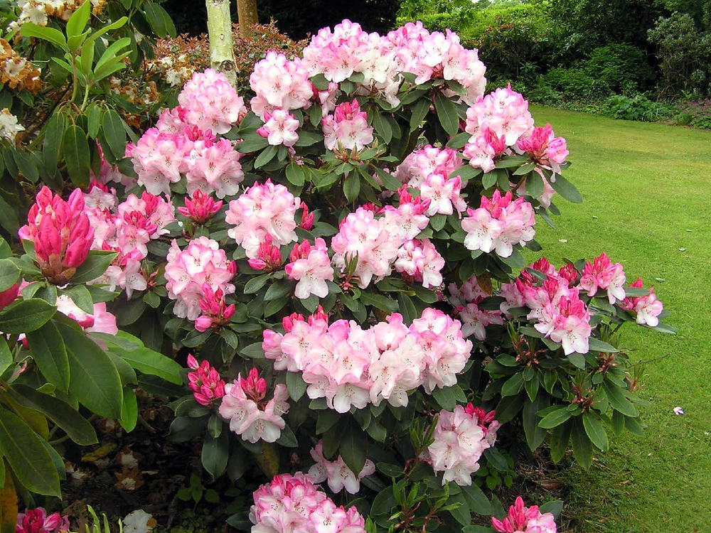 Рододендрон гибридный Лемс Монарх (Rhododendron 'Lem's Monarch')