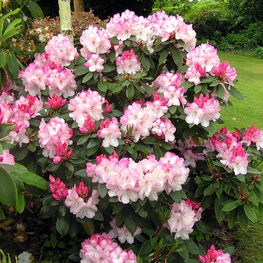 Рододендрон гибридный Лемс Монарх (Rhododendron 'Lem's Monarch')