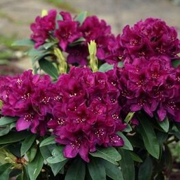 Рододендрон гибридный Поларнахт (Rhododendron 'Polarnacht')