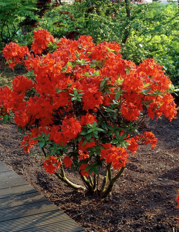 Рододендрон листопадный Гибралтар (Rhododendron 'Gibraltar')