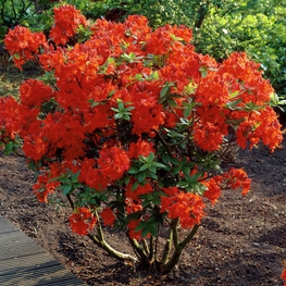 Рододендрон листопадный Гибралтар (Rhododendron 'Gibraltar')