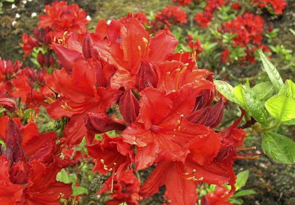 Рододендрон листопадный Файербол (Rhododendron 'Fireball')