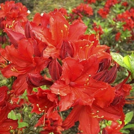 Рододендрон листопадный Файербол (Rhododendron 'Fireball')