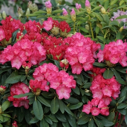 Рододендрон якушиманский Фантастика (Rhododendron yakushimanum 'Fantastica')