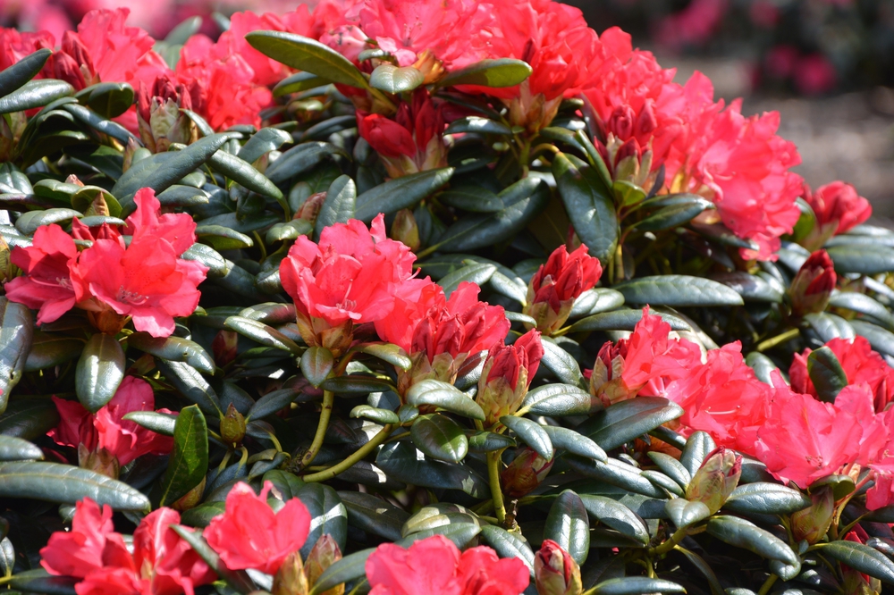 Рододендрон гибридный Карл Науэ (Rhododendron 'Karl Naue')