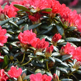 Рододендрон гибридный Карл Науэ (Rhododendron 'Karl Naue')