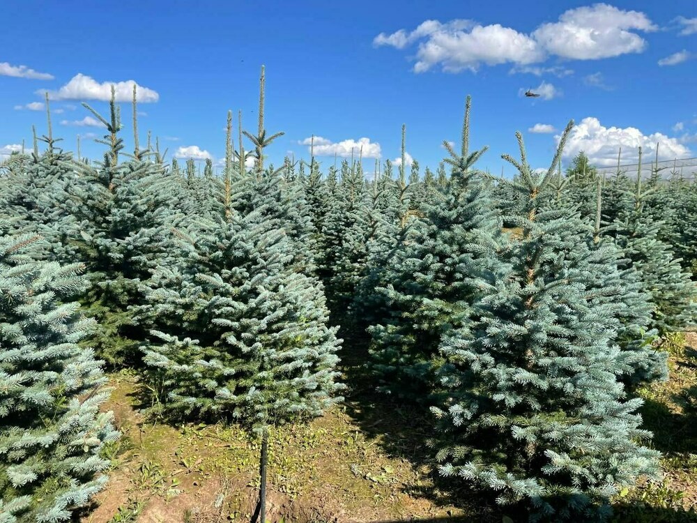 Ель колючая Глаука (Picea pungens 'Glauca')