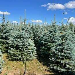 Ель колючая Глаука (Picea pungens 'Glauca')