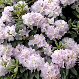 Рододендрон гибридный Гомер Ватерер (Rhododendron 'Gomer Waterer')