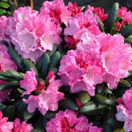 Рододендрон якушиманский Калинка (Rhododendron yakushimanum 'Kalinka')