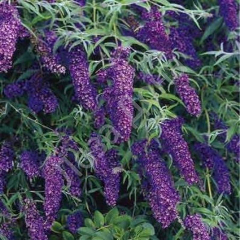 Буддлея Давида Блэк Найт (Buddleja davidii 'Black Knight')
