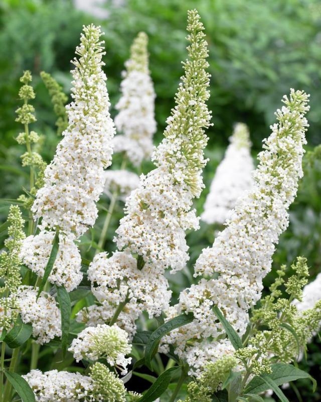Буддлея Давида Уайт Профьюжн (Buddleja davidii 'White Profusion')