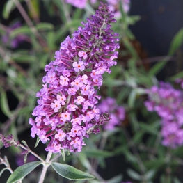 Буддлея Давида Софи (Buddleja davidii 'Sofi')
