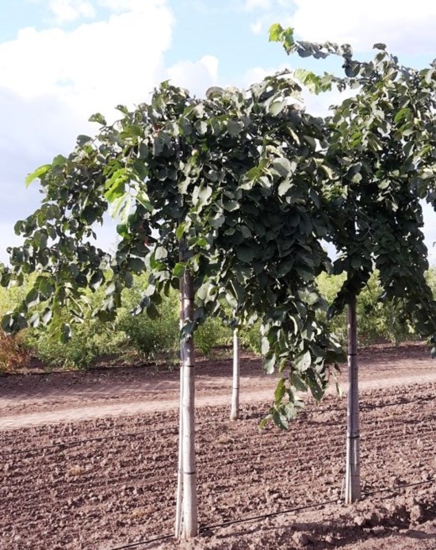 Вяз шершавый Кампердауни (Ulmus glabra 'Camperdownii')