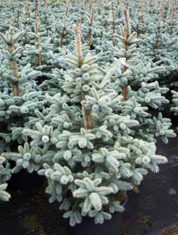 Ель голубая Ольденбург (Picea pungens 'Oldenburg')