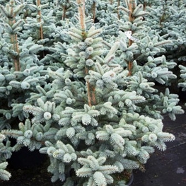 Ель голубая Ольденбург (Picea pungens 'Oldenburg')