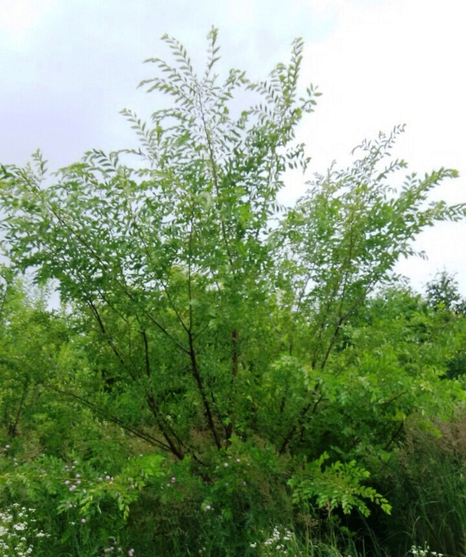 Вяз мелколистный (Ulmus parvifolia)