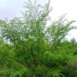 Вяз мелколистный (Ulmus parvifolia)