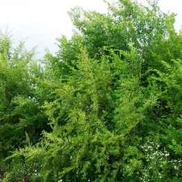 Вяз мелколистный (Ulmus parvifolia)