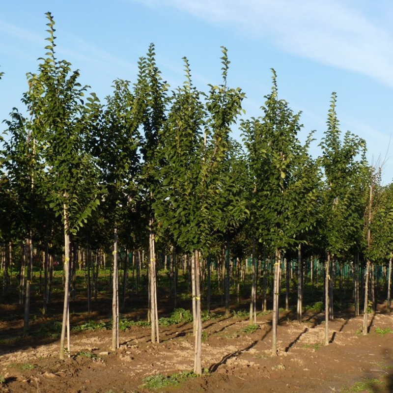 Вяз гибридный Додоенс (Ulmus 'Dodoens')