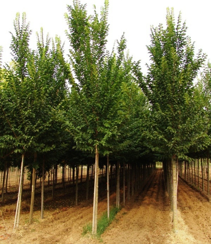 Вяз голландский Лобель (Ulmus × hollandica 'Lobel')