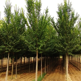 Вяз голландский Лобель (Ulmus × hollandica 'Lobel')
