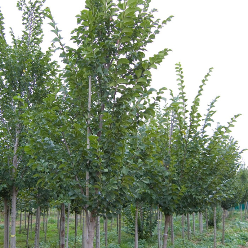 Вяз перистоветвистый (Ulmus pumila var. arborea)