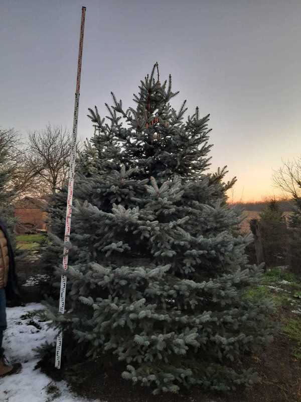 Ель колючая Глаука (Picea pungens 'Glauca') Экстра