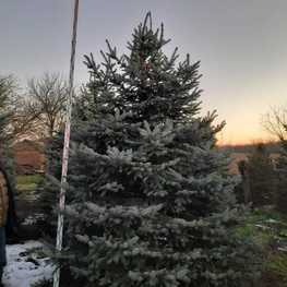 Ель колючая Глаука (Picea pungens 'Glauca') Экстра