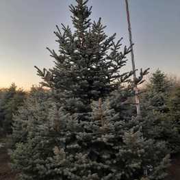 Ель колючая Глаука (Picea pungens 'Glauca') Экстра
