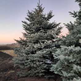Ель колючая Глаука (Picea pungens 'Glauca') Экстра